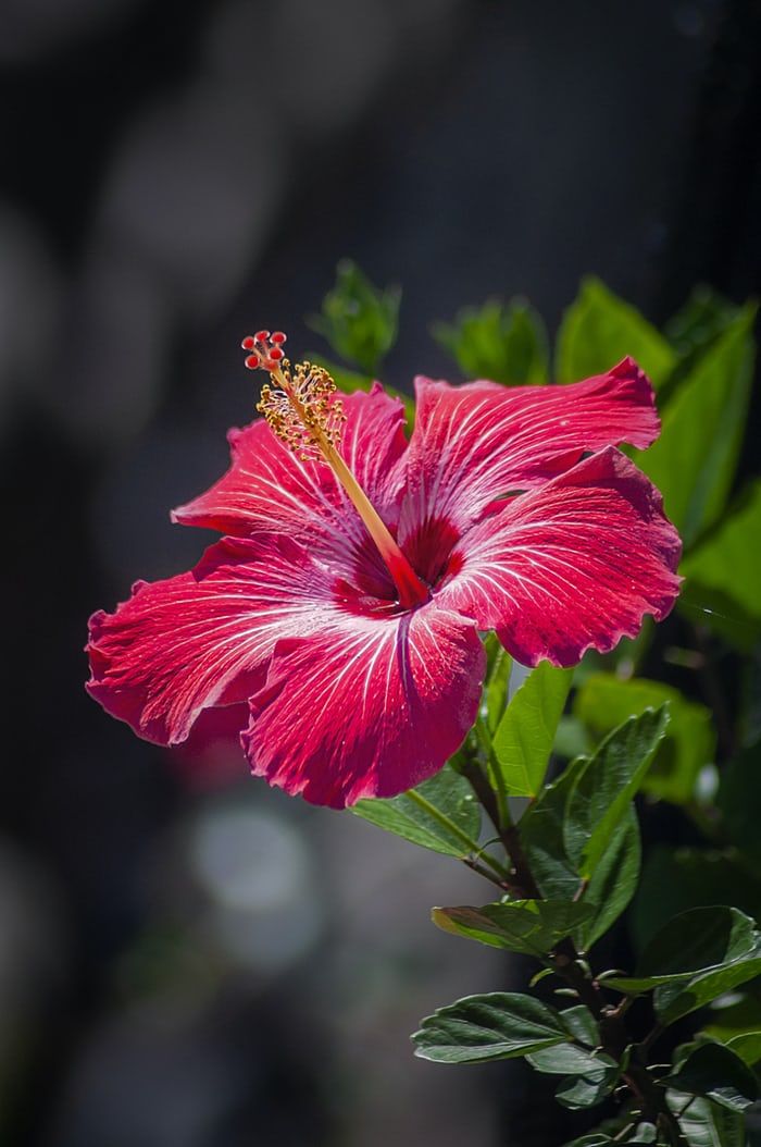 Hibiscus Flowers The Stunning Beauty of Tropical Blooms