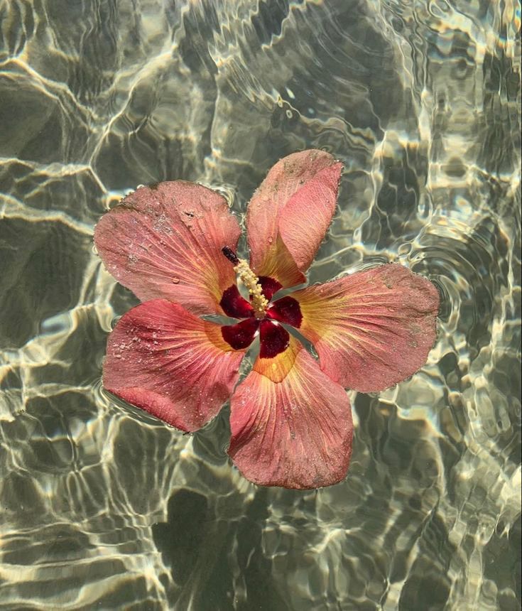 Hibiscus Flowers