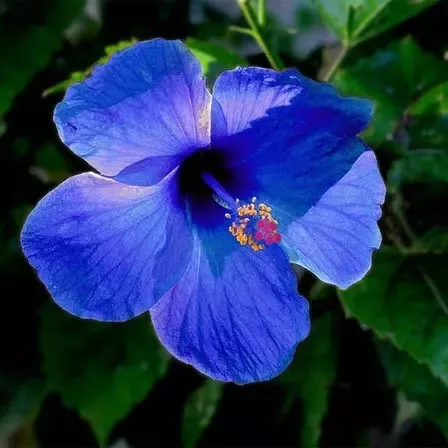 Hibiscus Flowers The Tropical Beauty of Hibiscus