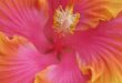 Hibiscus Flowers