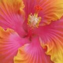 Hibiscus Flowers