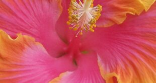 Hibiscus Flowers