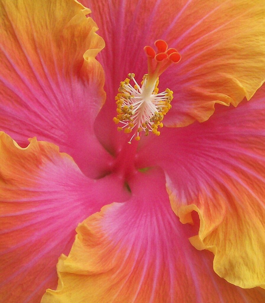 Hibiscus Flowers