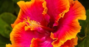 Hibiscus Flowers