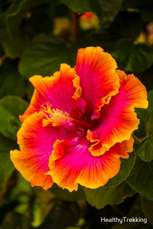 Hibiscus Flowers The Vibrant and Stunning Beauty of Hibiscus