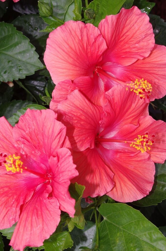 Hibiscus Flowers