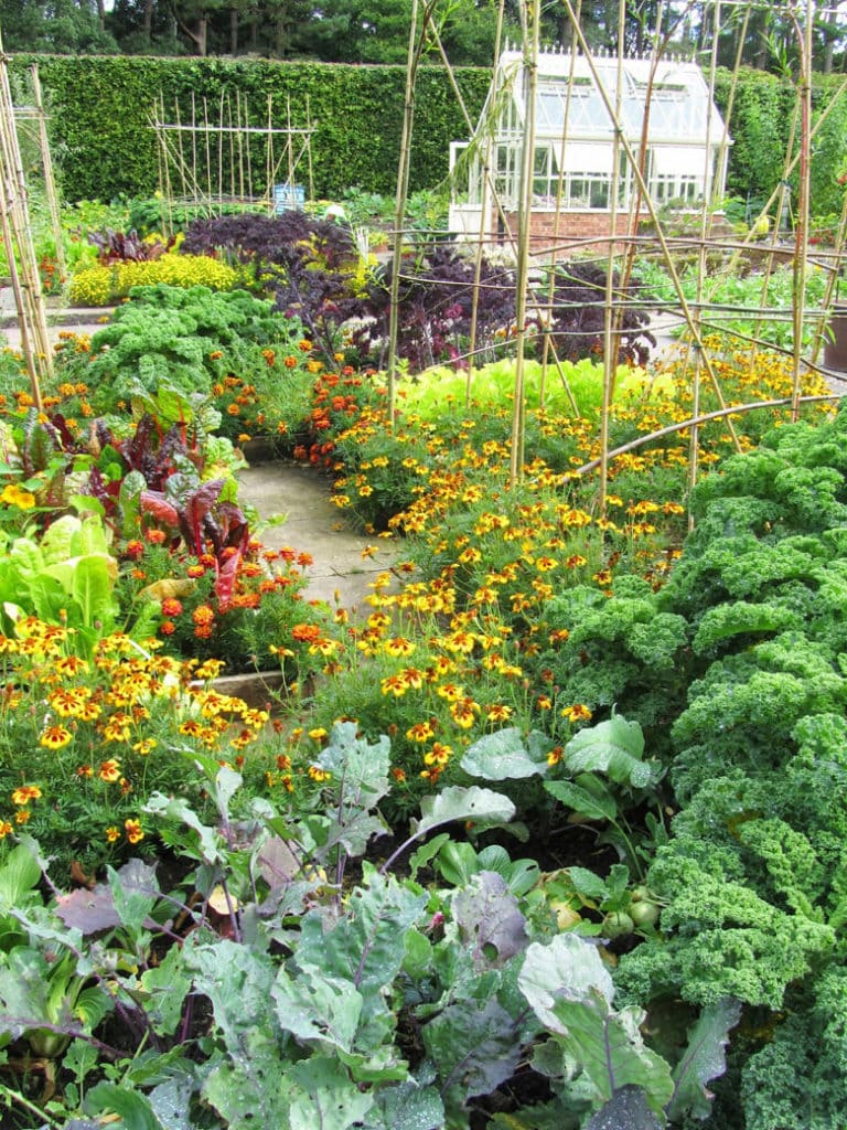 Homesteading Garden Layout Optimizing Your Garden Space for Maximum Efficiency and Production