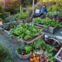 Homesteading Garden Layout