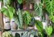 House Plants