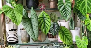 House Plants