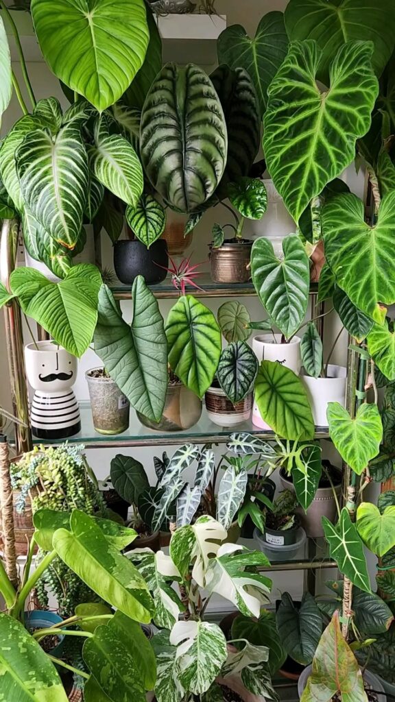 House Plants