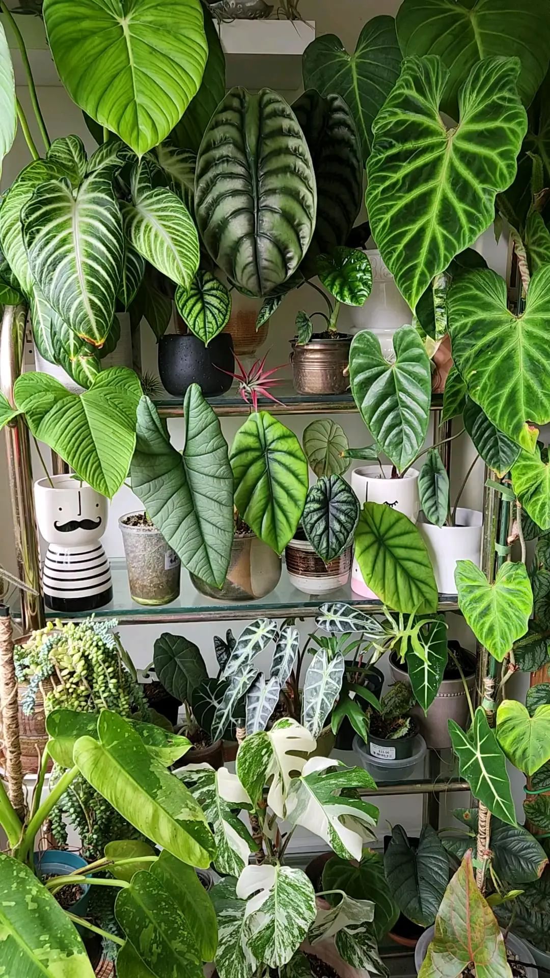 House Plants 5 Best Indoor Plant Options for Your Home