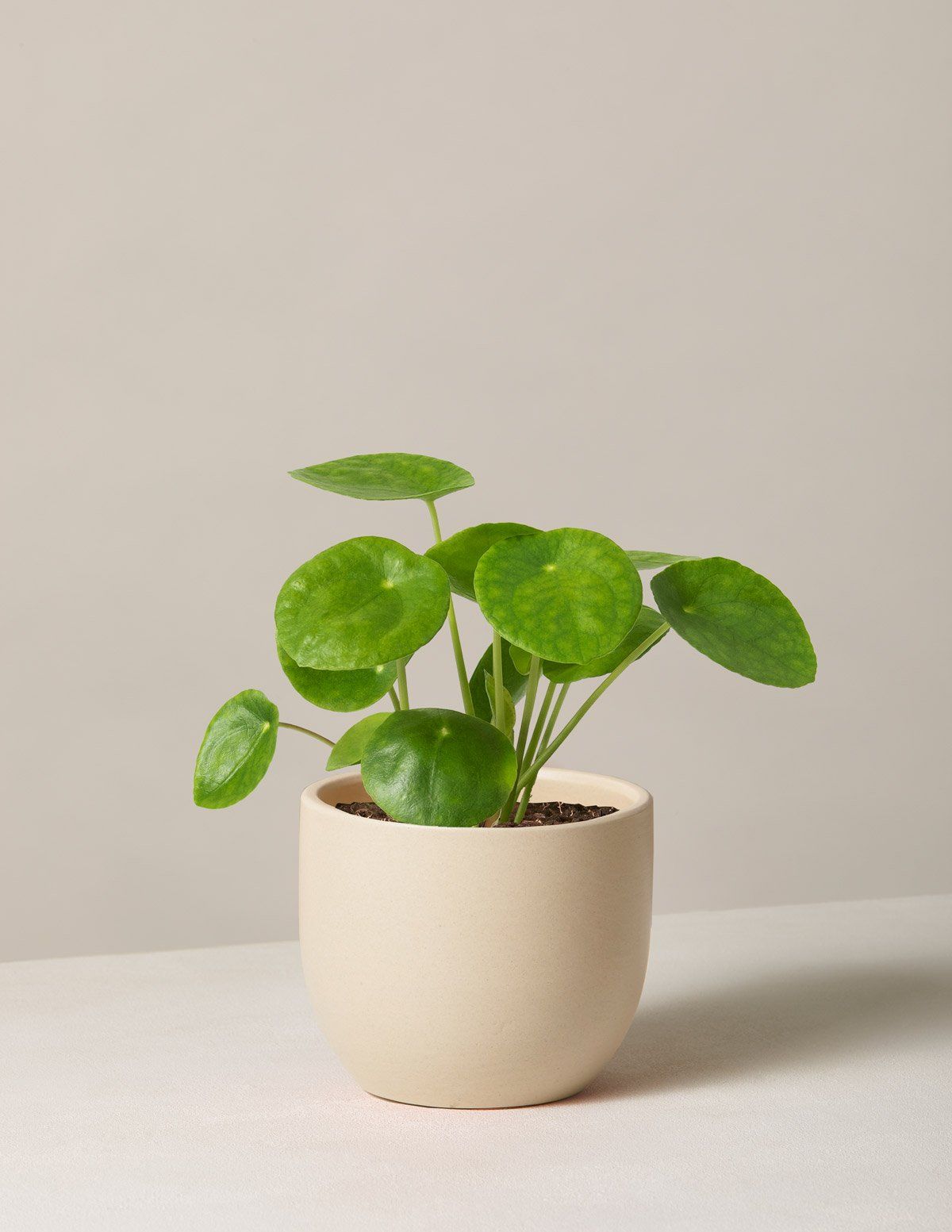 House Plants A Beginner’s Guide