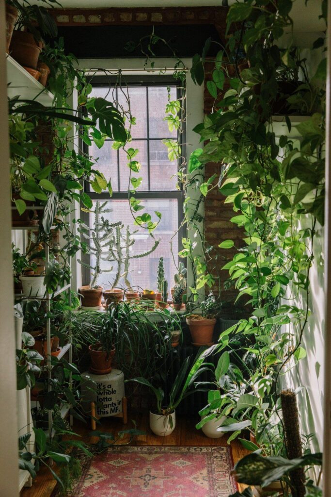 House Plants