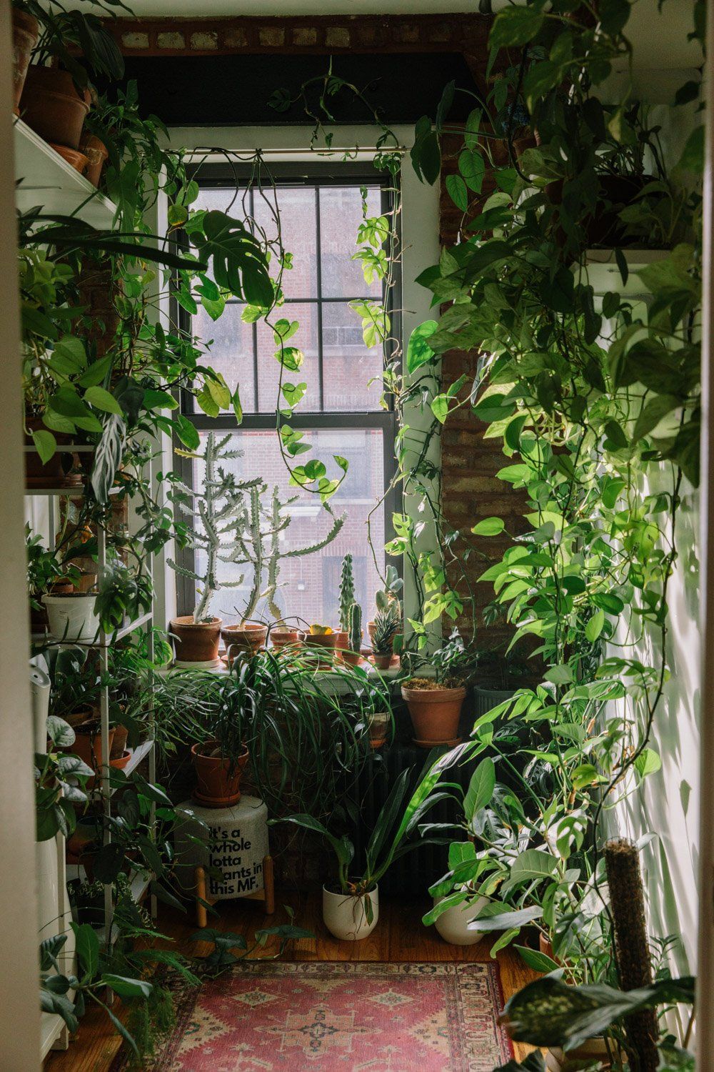 House Plants Boost Your Mood and Refresh Your Space
