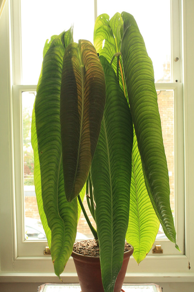 House Plants Bringing Nature Indoors with Greenery in Your Home