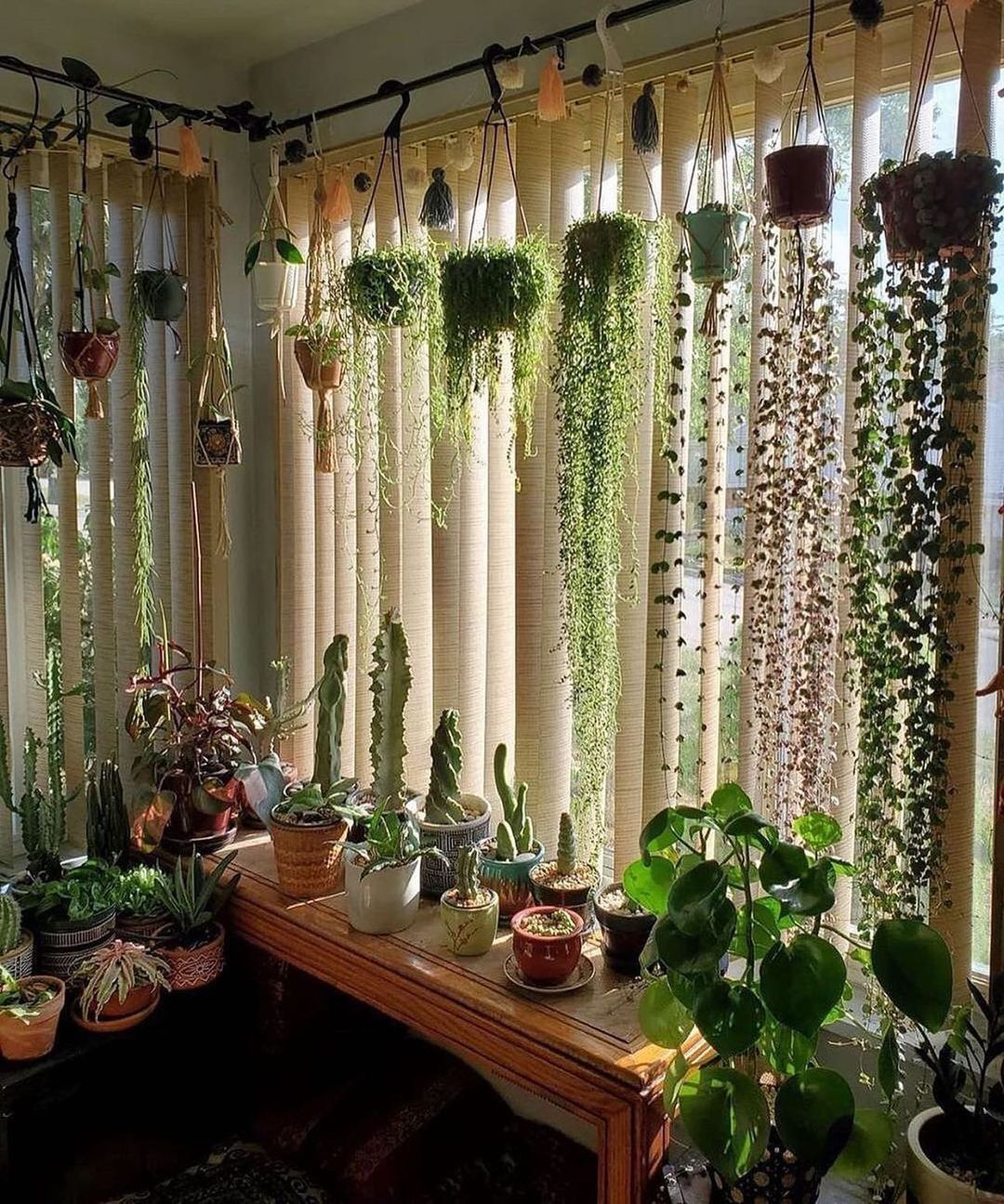 Hanging Plants Indoor – A Guide to Elevating Your Home Decor