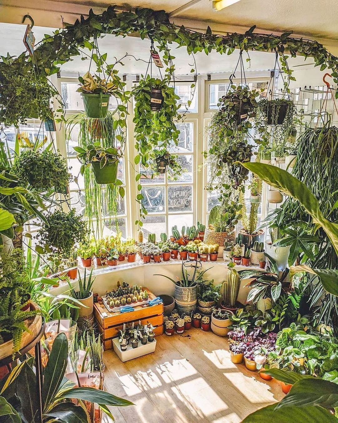 House Plants Indoor Gardening Tips for Greening Up Your Space