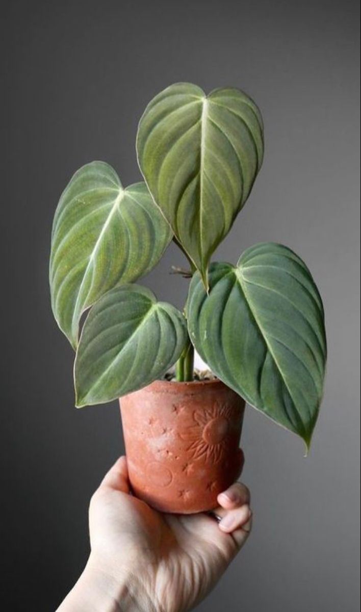 House Plants Indoor Plants to Bring Greenery into Your Home