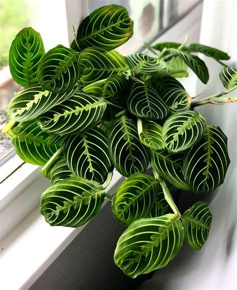 House Plants: The Ultimate Guide for Indoor Gardening