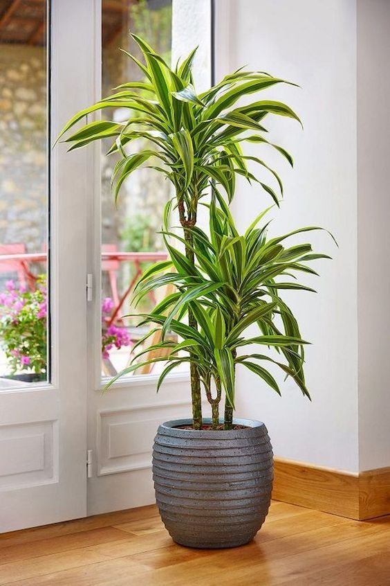 Indoor Plants Benefits: Why You Should Add Them to Your Home