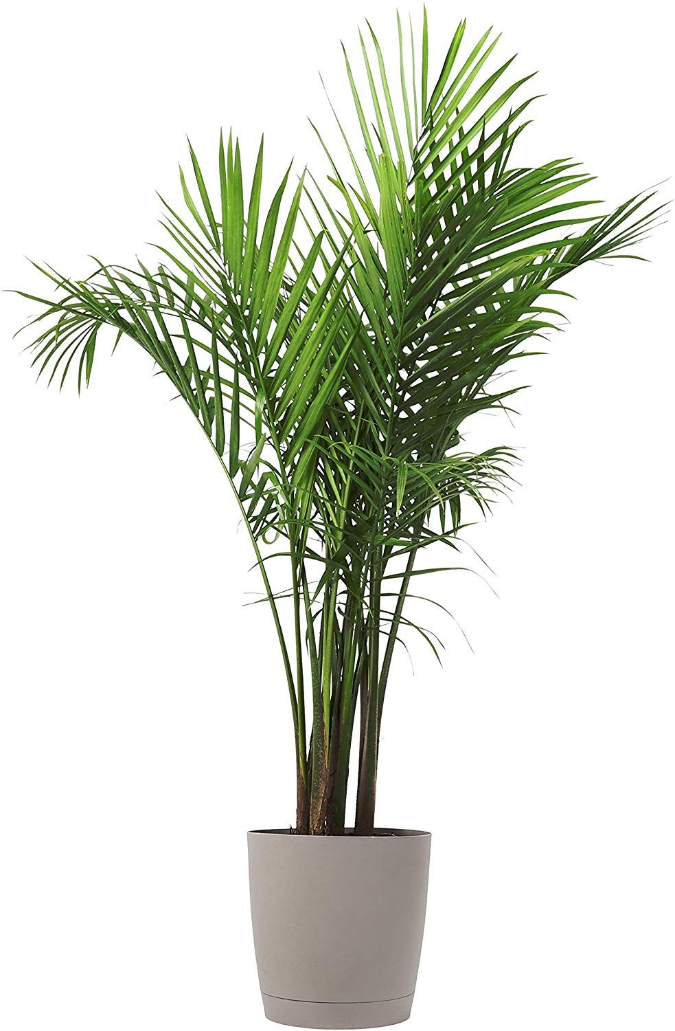 Indoor Plants Best Suited for Low Light Conditions