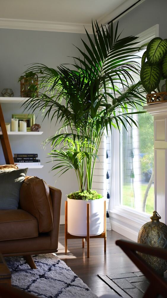 Indoor Plants How to Care for Them