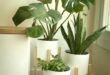 Indoor Plants