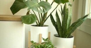 Indoor Plants