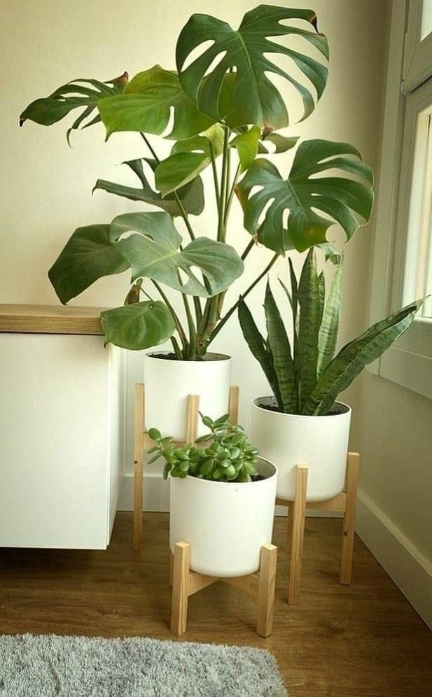 Indoor Plants The Benefits of Bringing Nature Inside Your Home