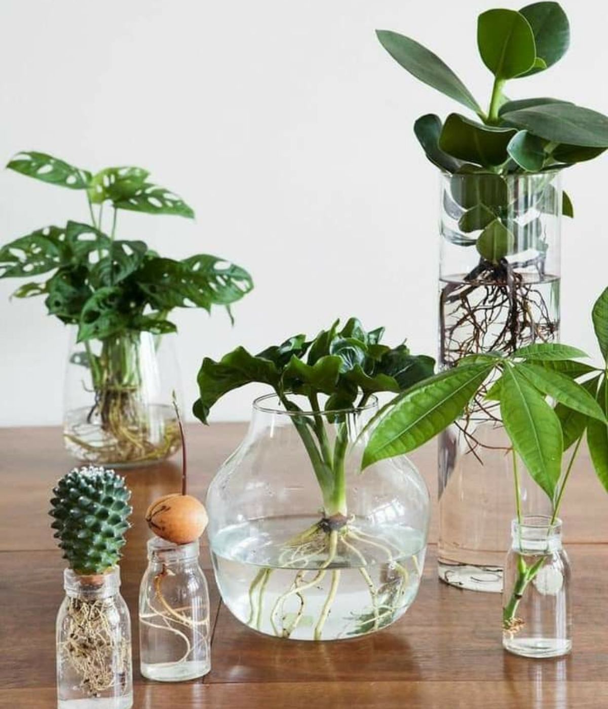 Indoor Plants The Benefits of Bringing Nature Inside with Beautiful Greenery