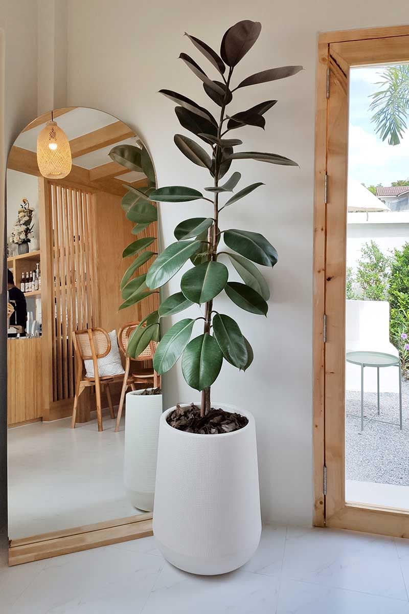 İndoor Plants “The Benefits of Indoor Plants: Bringing Nature Inside for a Healthier Home”