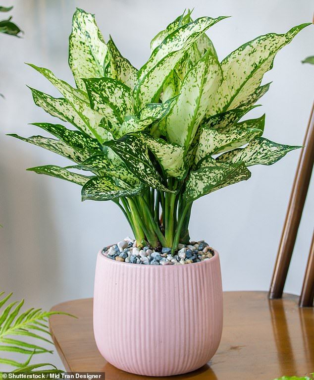 Indoor Plants The Ultimate Guide to Greenery in Your Home