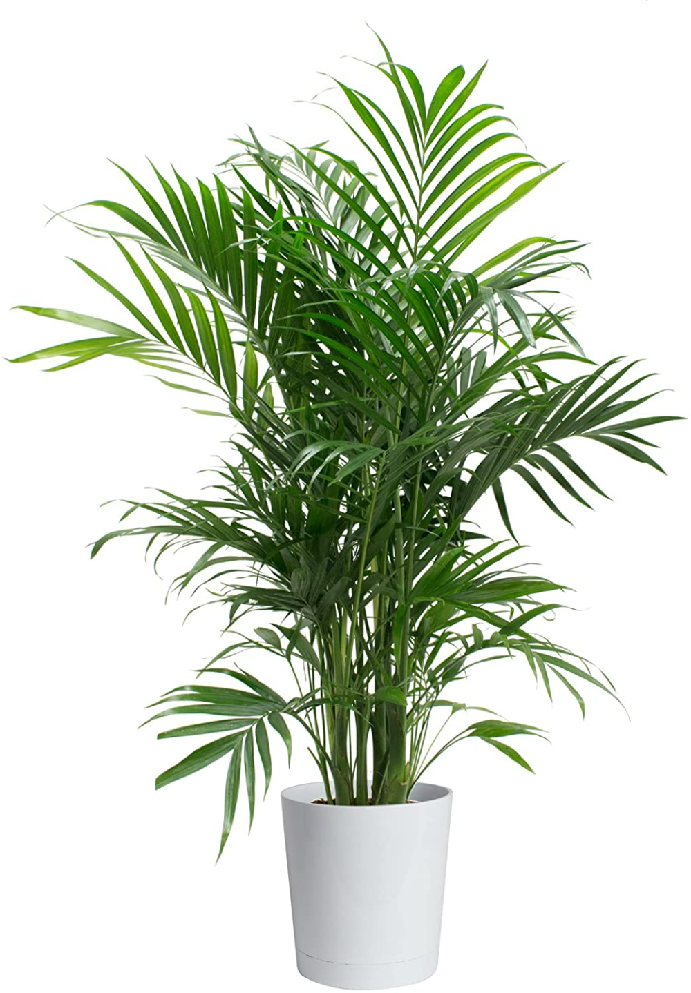 Indoor Plants: The Ultimate Guide to Greening Your Space