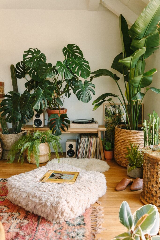 Indoor Plants