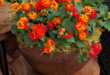 Lantana Flowers In Pots