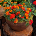 Lantana Flowers In Pots