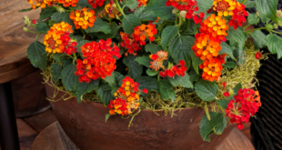 Lantana Flowers In Pots