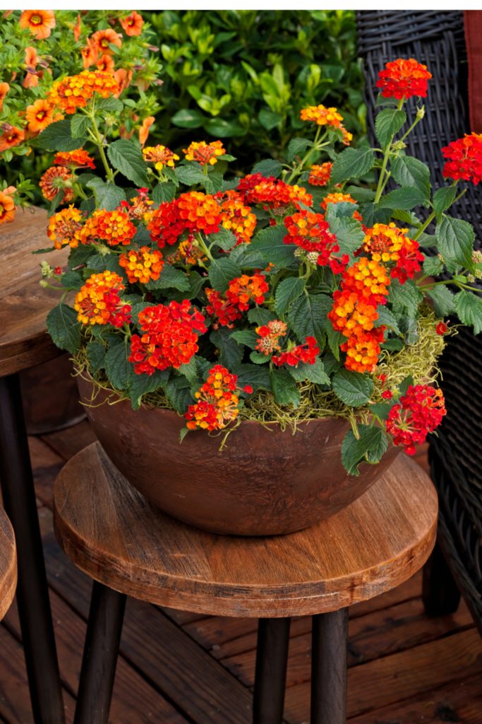 Lantana Flowers In Pots