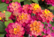 Lantana Flowers In Pots