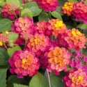 Lantana Flowers In Pots