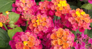 Lantana Flowers In Pots