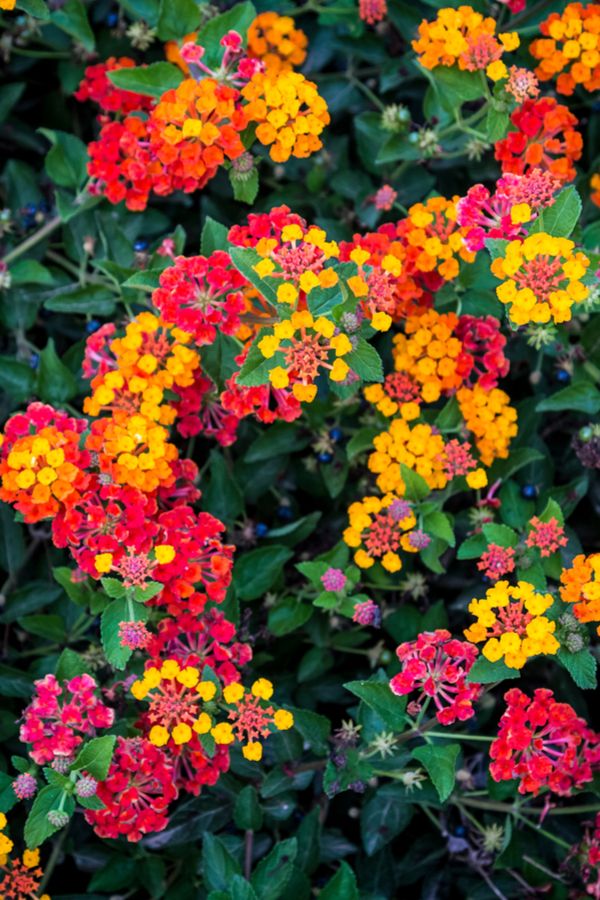 Lantana Flowers In Pots