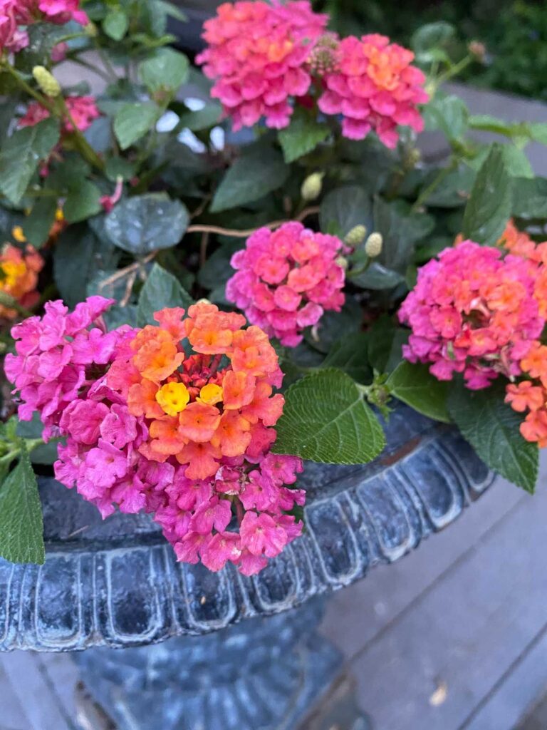 Lantana Flowers In Pots