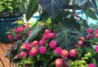 Lantana Flowers In Pots