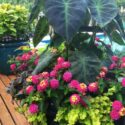 Lantana Flowers In Pots