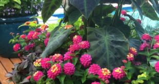 Lantana Flowers In Pots