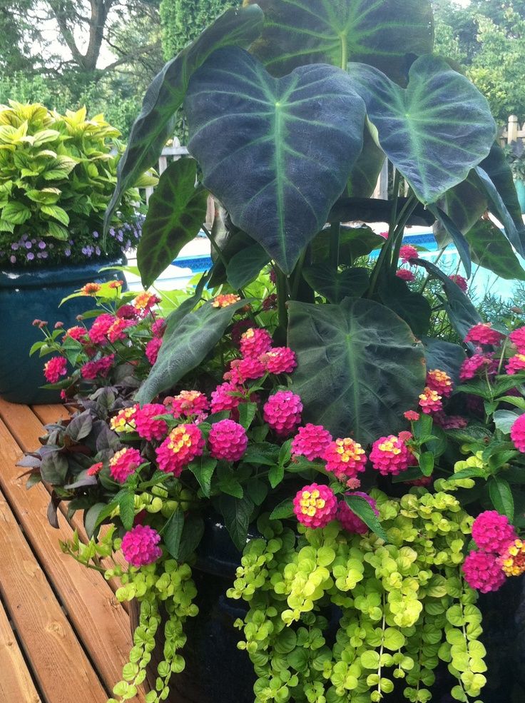 Lantana Flowers In Pots Growing Beautiful Lantanas in Small Containers