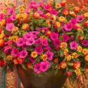 Lantana Flowers In Pots