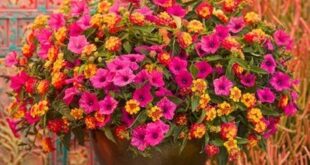 Lantana Flowers In Pots